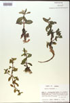 000017959-thumbnail.jpg