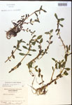 000017962-thumbnail.jpg