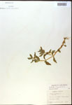 000017965-thumbnail.jpg