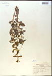 000017969-thumbnail.jpg