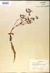 000017970-thumbnail.jpg