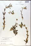 000017971-thumbnail.jpg