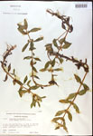 000017972-thumbnail.jpg