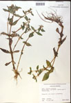 000017974-thumbnail.jpg