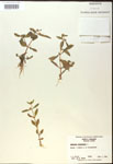 000017975-thumbnail.jpg