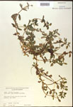 000017976-thumbnail.jpg