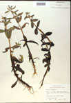 000017977-thumbnail.jpg