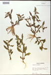 000017978-thumbnail.jpg
