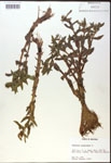 000017979-thumbnail.jpg