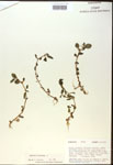 000017980-thumbnail.jpg