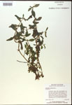000017981-thumbnail.jpg