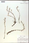 000017983-thumbnail.jpg