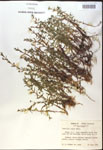 000017994-thumbnail.jpg