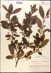 000018011-thumbnail.jpg