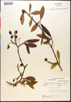 000018015-thumbnail.jpg