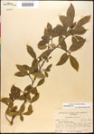 000018016-thumbnail.jpg