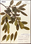 000018017-thumbnail.jpg