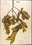 000018021-thumbnail.jpg