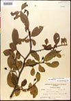 000018025-thumbnail.jpg