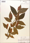 000018026-thumbnail.jpg