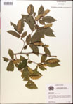 000018028-thumbnail.jpg