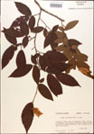 000018031-thumbnail.jpg