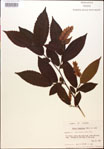 000018033-thumbnail.jpg