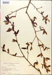 000018035-thumbnail.jpg