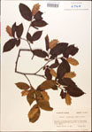 000018036-thumbnail.jpg
