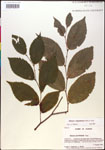 000018037-thumbnail.jpg