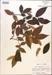 000018038-thumbnail.jpg
