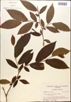000018039-thumbnail.jpg