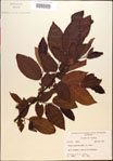 000018040-thumbnail.jpg