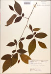 000018043-thumbnail.jpg