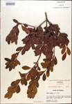 Ilex