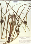 000018136-thumbnail.jpg