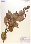 000018137-thumbnail.jpg
