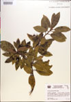 000018138-thumbnail.jpg