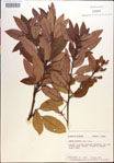 000018139-thumbnail.jpg