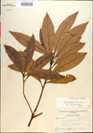000018142-thumbnail.jpg