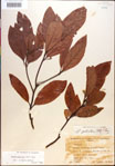 000018145-thumbnail.jpg