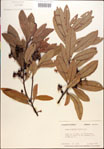 000018146-thumbnail.jpg
