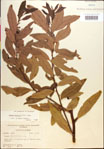 000018150-thumbnail.jpg