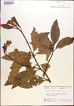 000018152-thumbnail.jpg