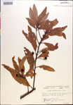 000018154-thumbnail.jpg