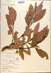 000018155-thumbnail.jpg