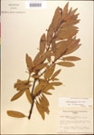 000018156-thumbnail.jpg