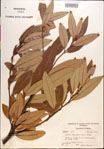 000018158-thumbnail.jpg