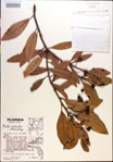 000018159-thumbnail.jpg