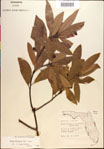 000018161-thumbnail.jpg